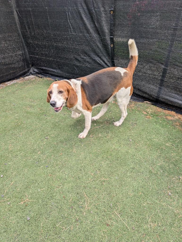 Enlarge Maggie, a Adoptable Coonhound in Aberdeen, WA image 3/6