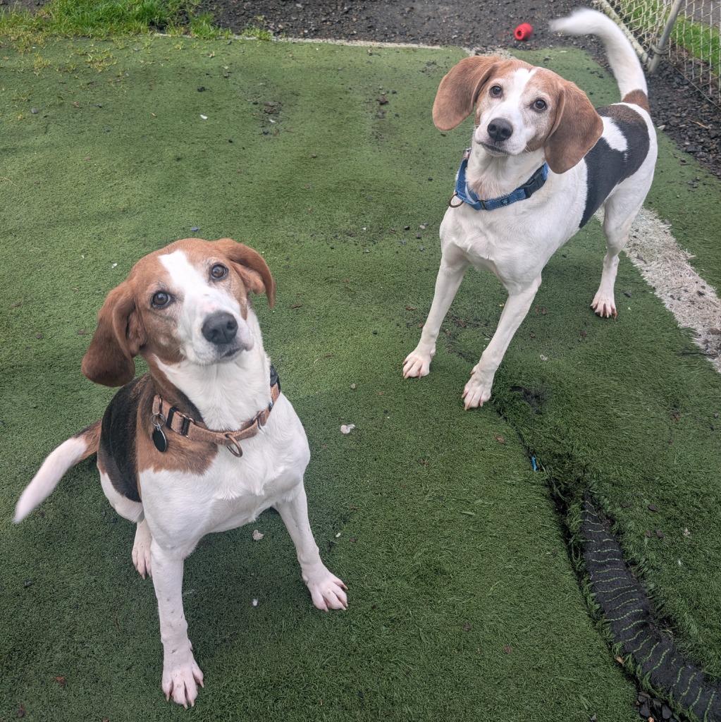 Enlarge Maggie, a Adoptable Coonhound in Aberdeen, WA image 5/6