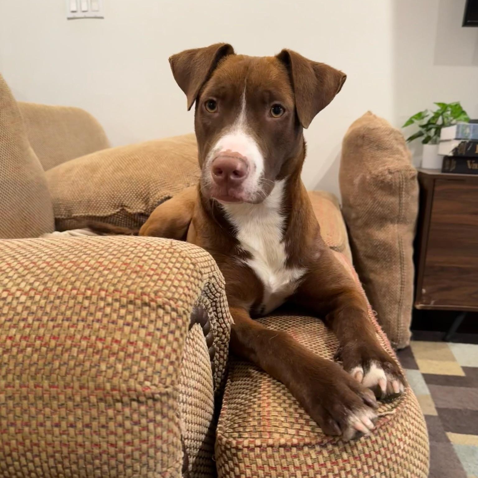 Nesta, Adoptable, Adult Female Labrador Retriever & Catahoula Leopard Dog.