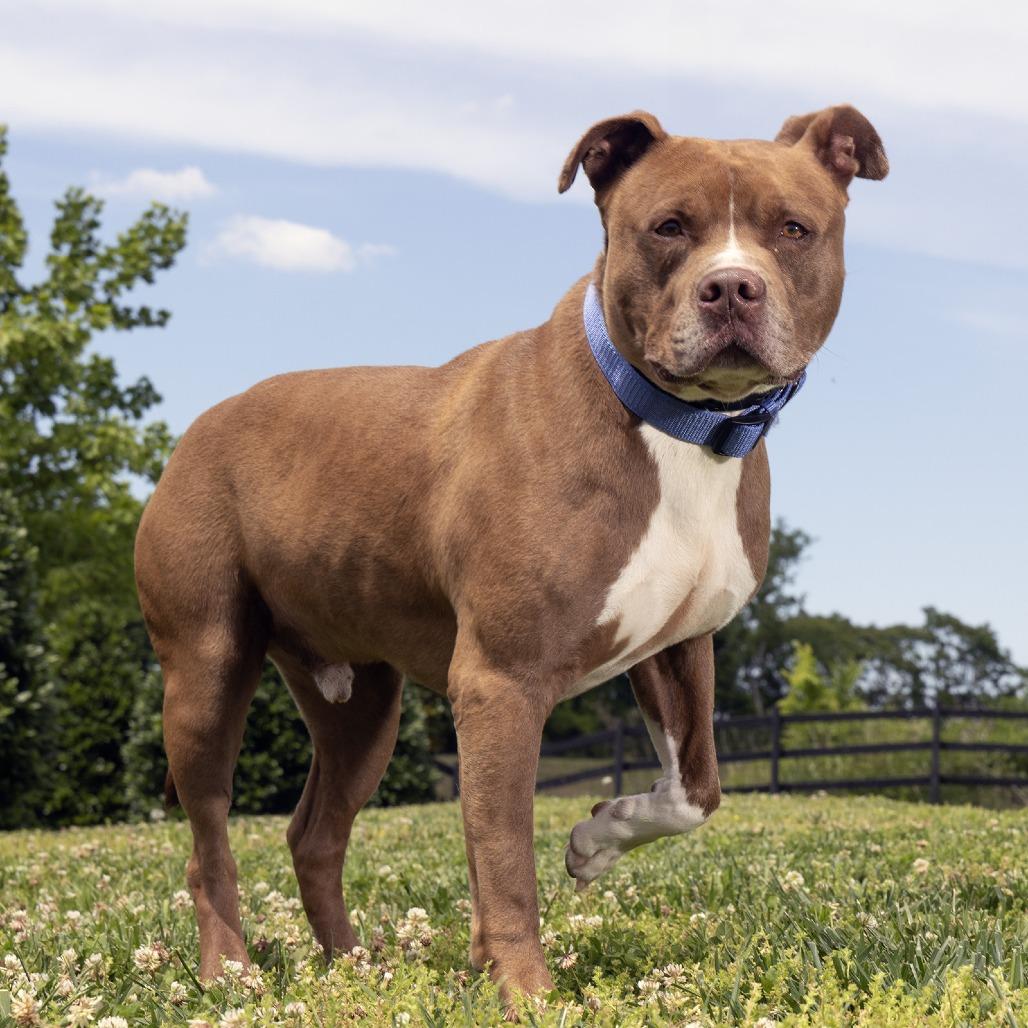 Ozzie, Adoptable, Adult Male Pit Bull Terrier.