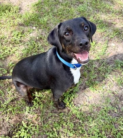 Duke Butler, Adoptable, Adult Male Boxer & Labrador Retriever.