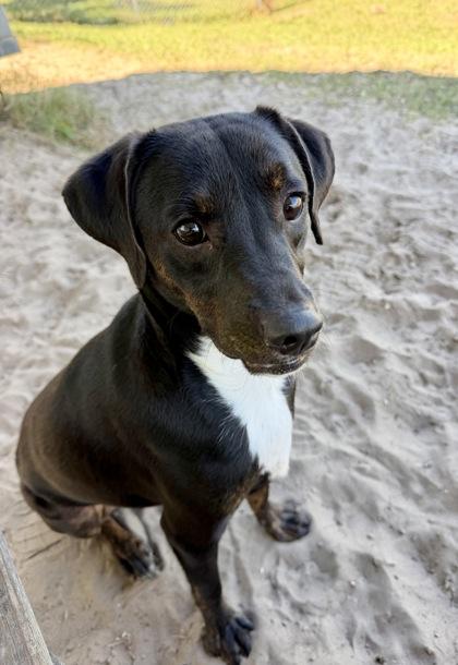 Enlarge Duke Butler, a Adoptable mixed breed in Inverness, FL image 3/3
