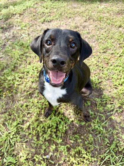 Enlarge Duke Butler, a Adoptable mixed breed in Inverness, FL image 2/3