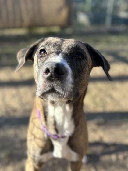 Enlarge Vin, a Adoptable mixed breed in San Marcos, TX image 1/3