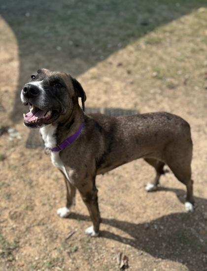 Enlarge Vin, a Adoptable mixed breed in San Marcos, TX image 2/3