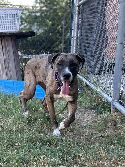 Enlarge Vin, a Adoptable mixed breed in San Marcos, TX image 3/3