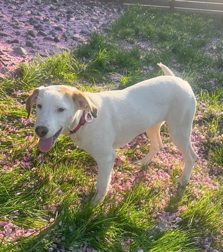 Enlarge Bella - Colette’s girls, a Adoptable mixed breed in Lancaster, PA image 1/5