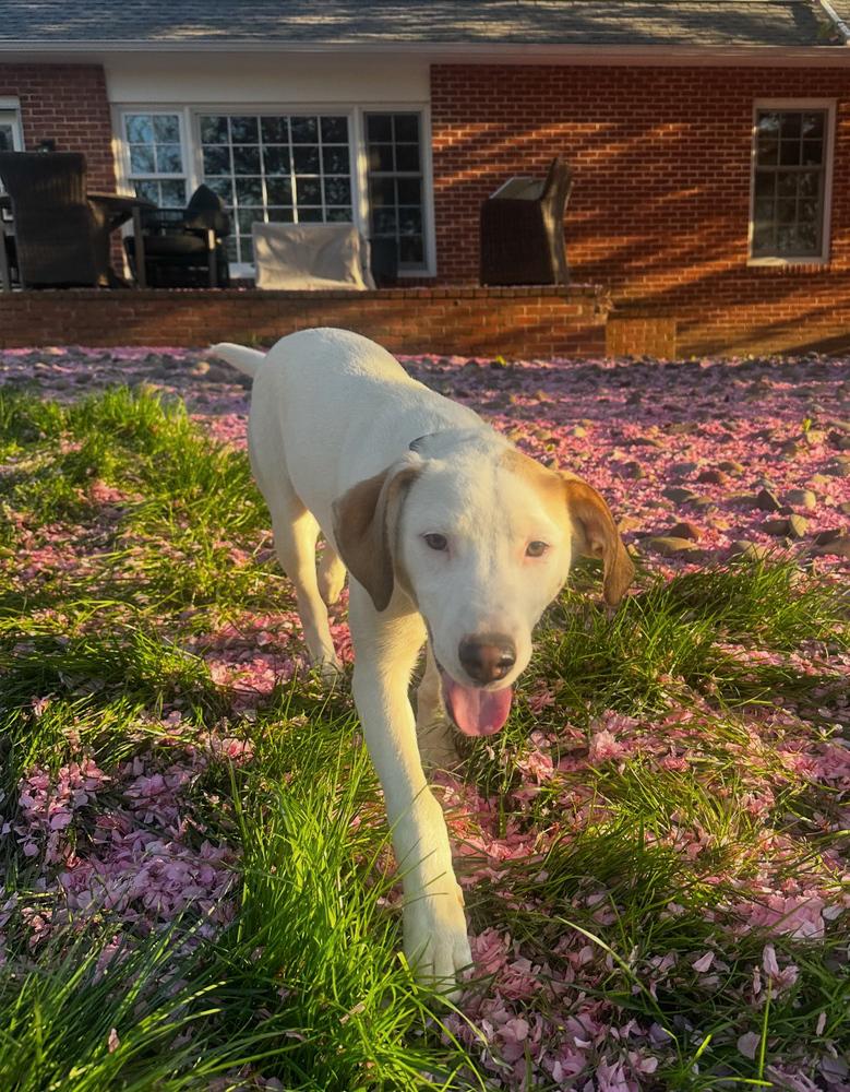Enlarge Bella - Colette’s girls, a Adoptable mixed breed in Lancaster, PA image 2/5