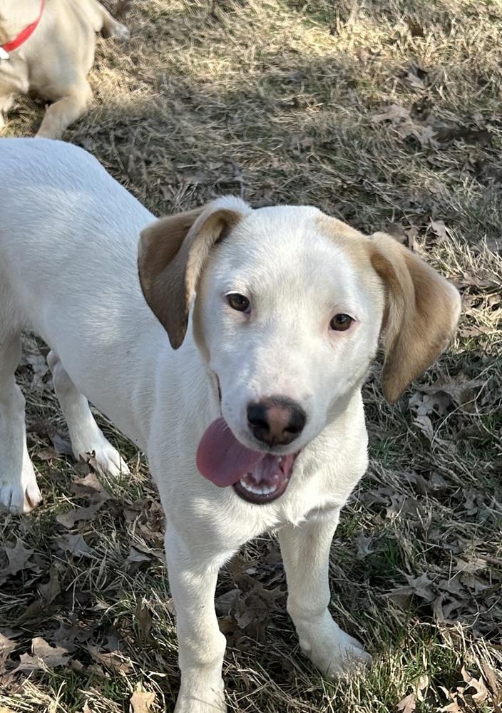 Bella - Colette’s girls, Adoptable, Puppy Female Hound.