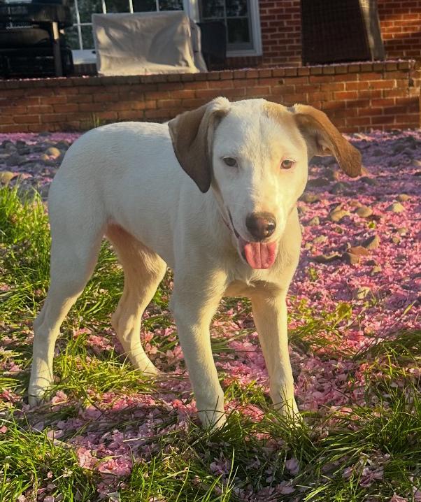 Enlarge Bella - Colette’s girls, a Adoptable mixed breed in Lancaster, PA image 5/5