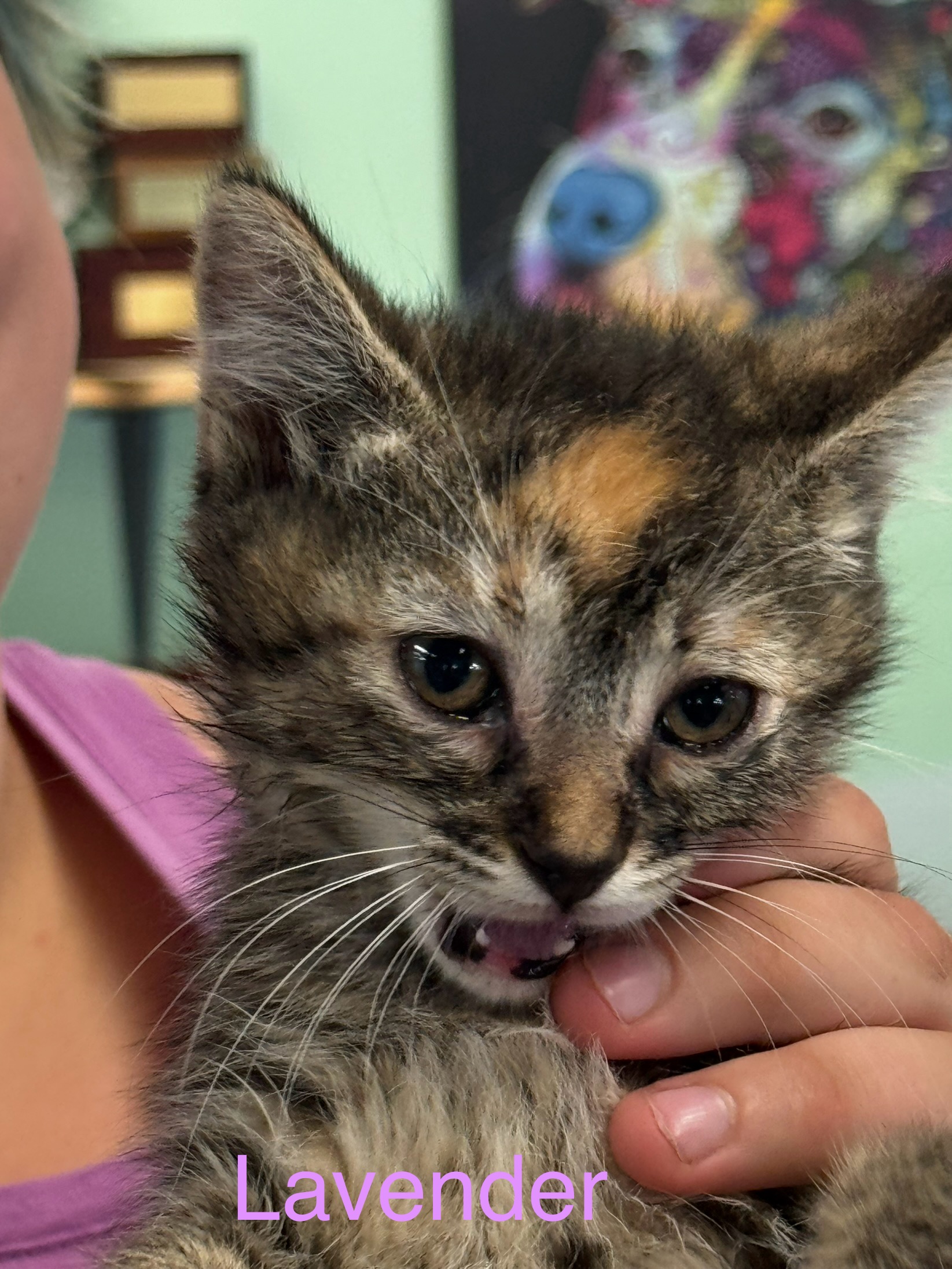 Lavender, an adopted Dilute Calico in Sonora, CA_image-1