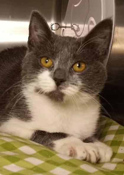 Enlarge Gucci, a Adoptable mixed breed in Waupaca, WI image 1/1