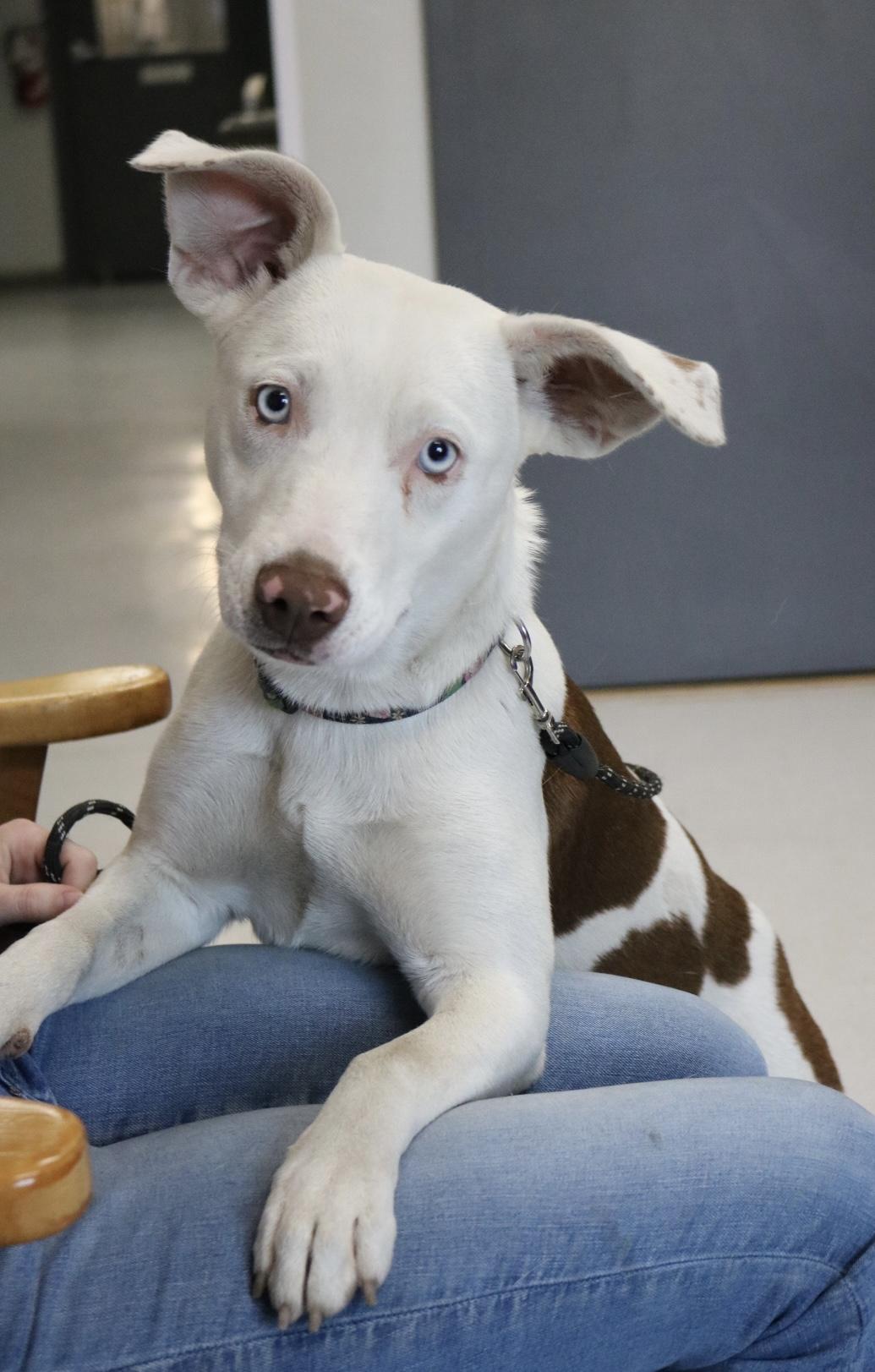Enlarge Revere, an adopted mixed breed in La Grande, OR image 2/5