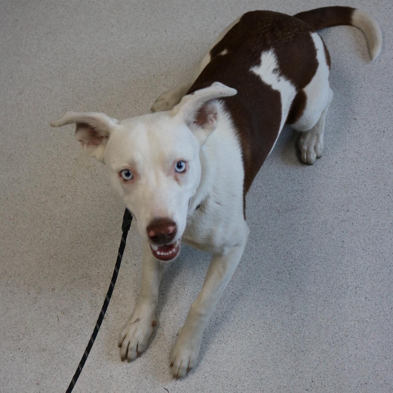 Revere, adopted, Adult Female Mixed Breed.