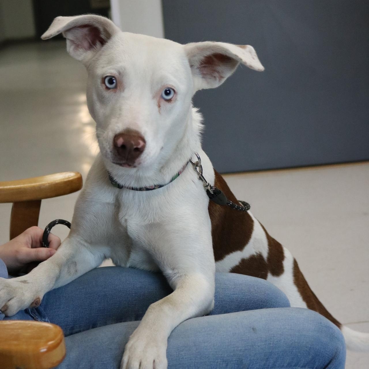 Enlarge Revere, an adopted mixed breed in La Grande, OR image 5/5
