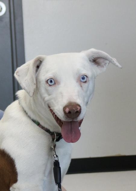 Enlarge Revere, an adopted mixed breed in La Grande, OR image 4/5