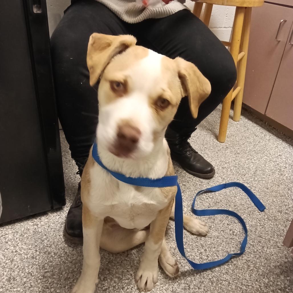 Troy, Adoptable, Puppy Male American Staffordshire Terrier.