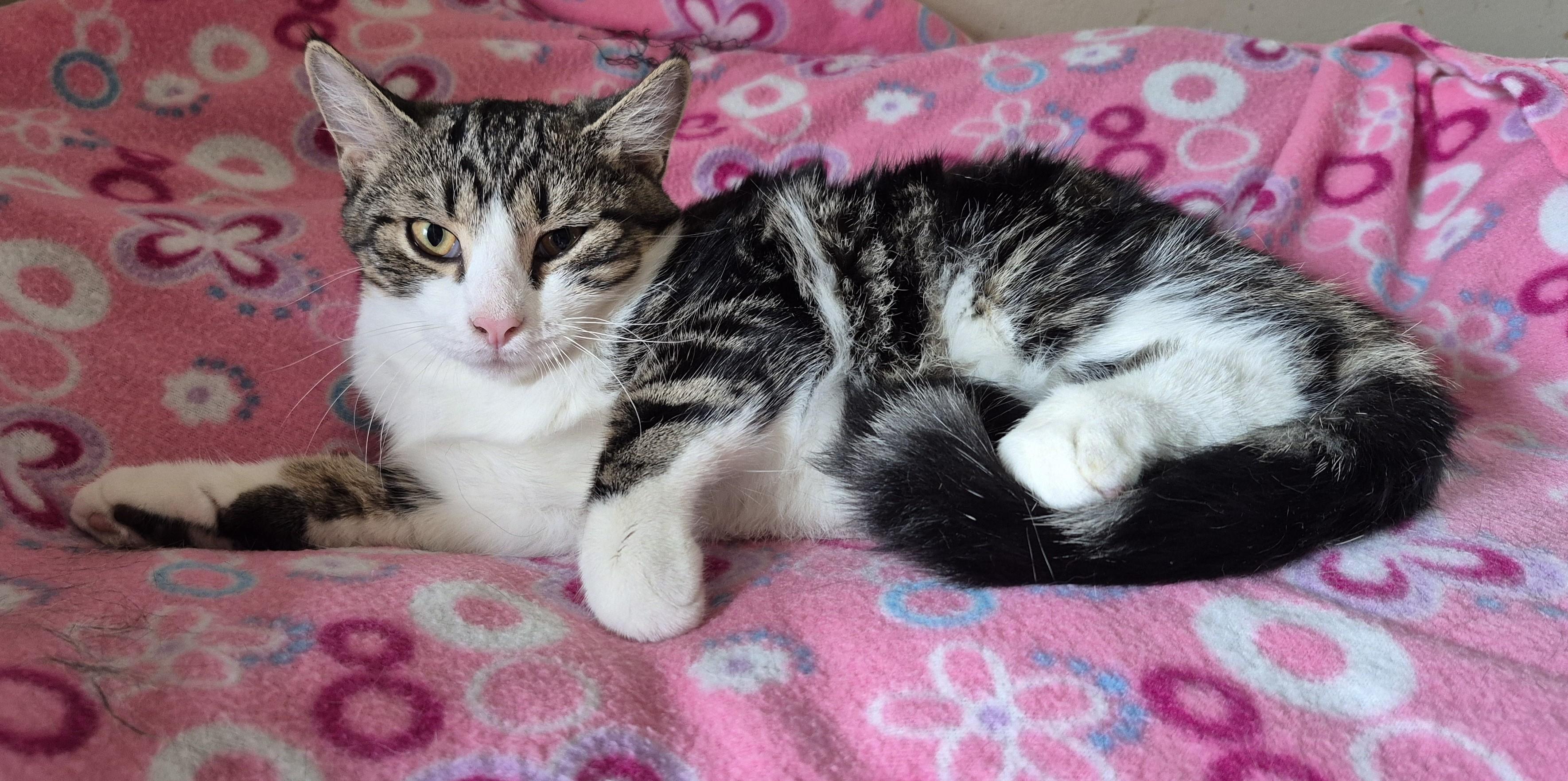 THUNDERBIRD, a Adoptable Domestic Short Hair in Highland Park, NJ image 3/5