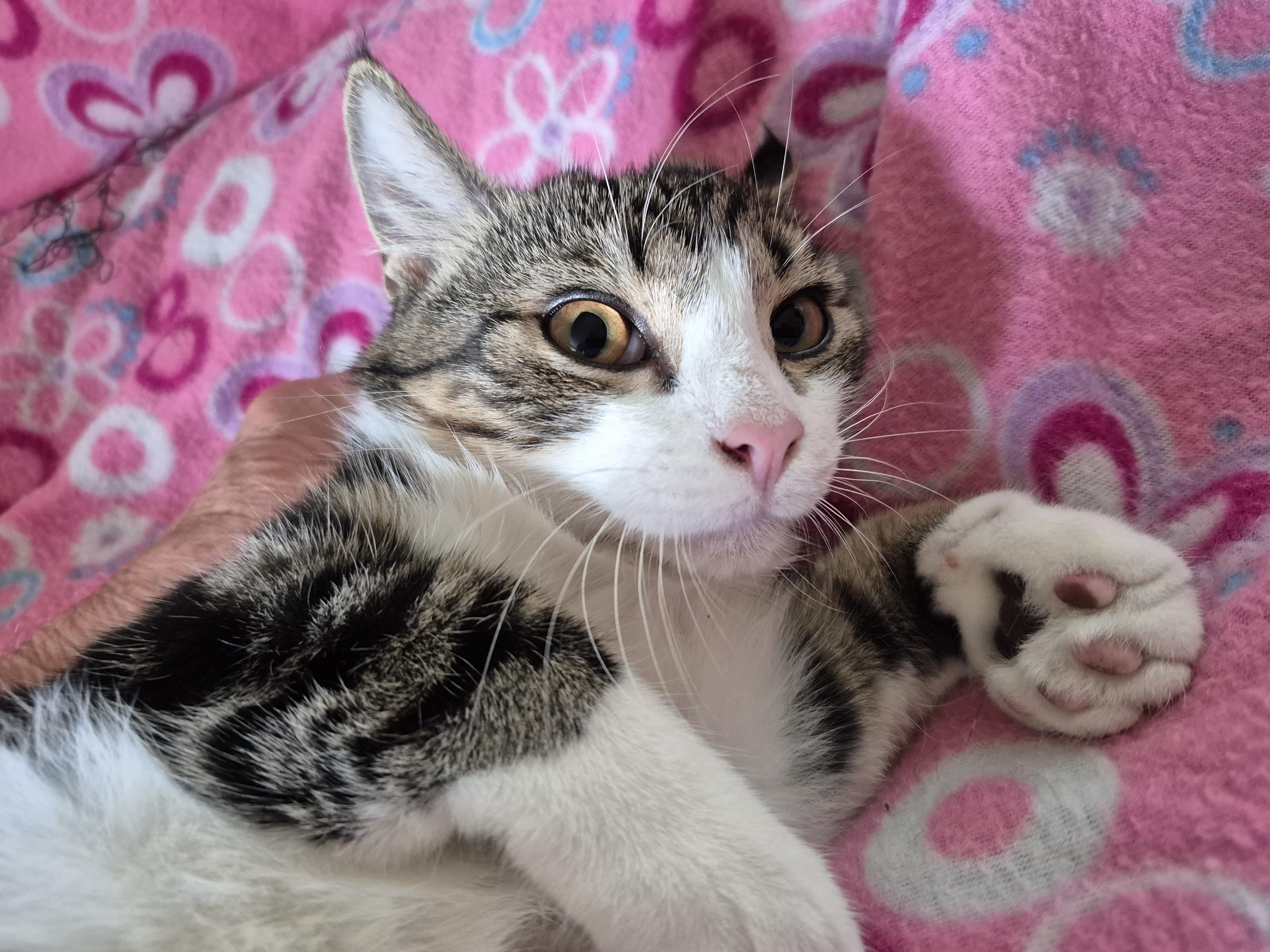 THUNDERBIRD, a Adoptable Domestic Short Hair in Highland Park, NJ image 5/5