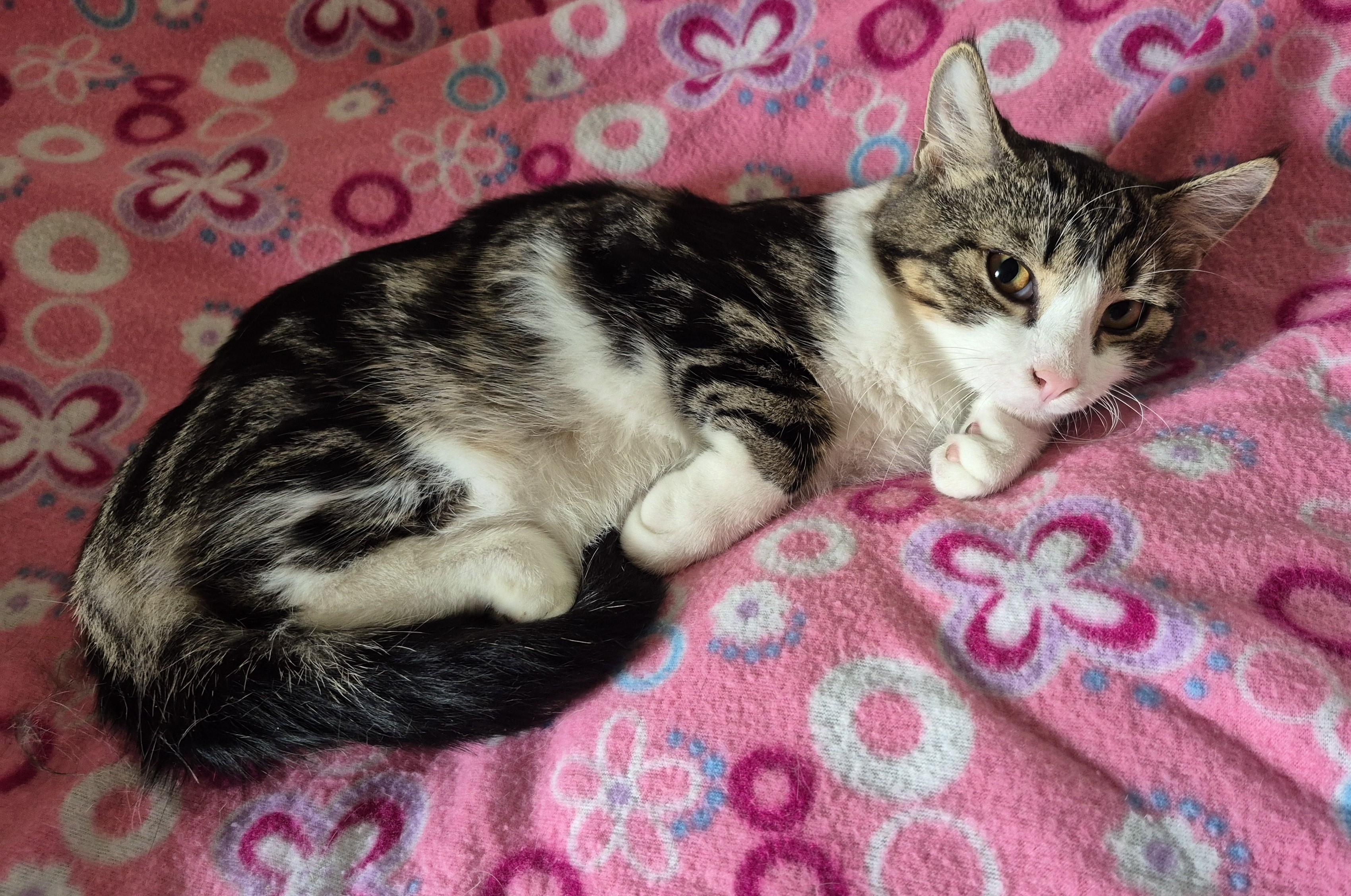 THUNDERBIRD, a Adoptable Domestic Short Hair in Highland Park, NJ image 4/5