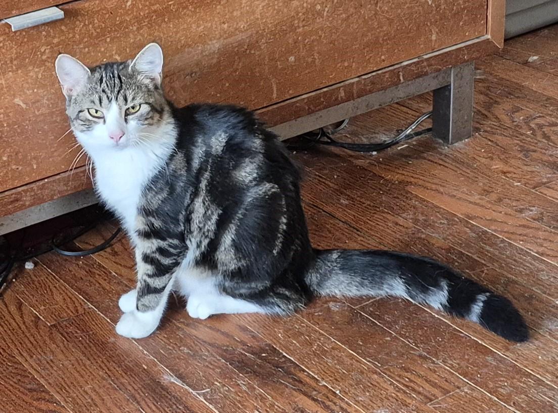 THUNDERBIRD, a Adoptable Domestic Short Hair in Highland Park, NJ image 1/5