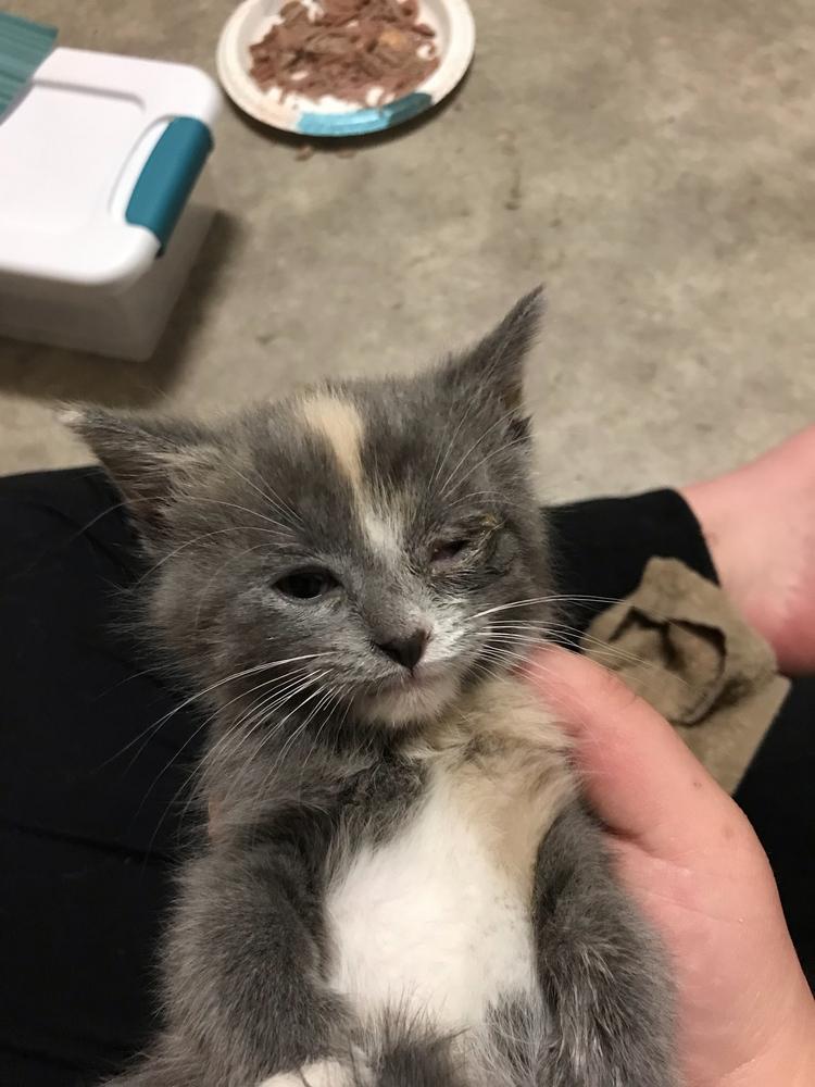 Emily, Adopted, Kitten Female Domestic Short Hair.