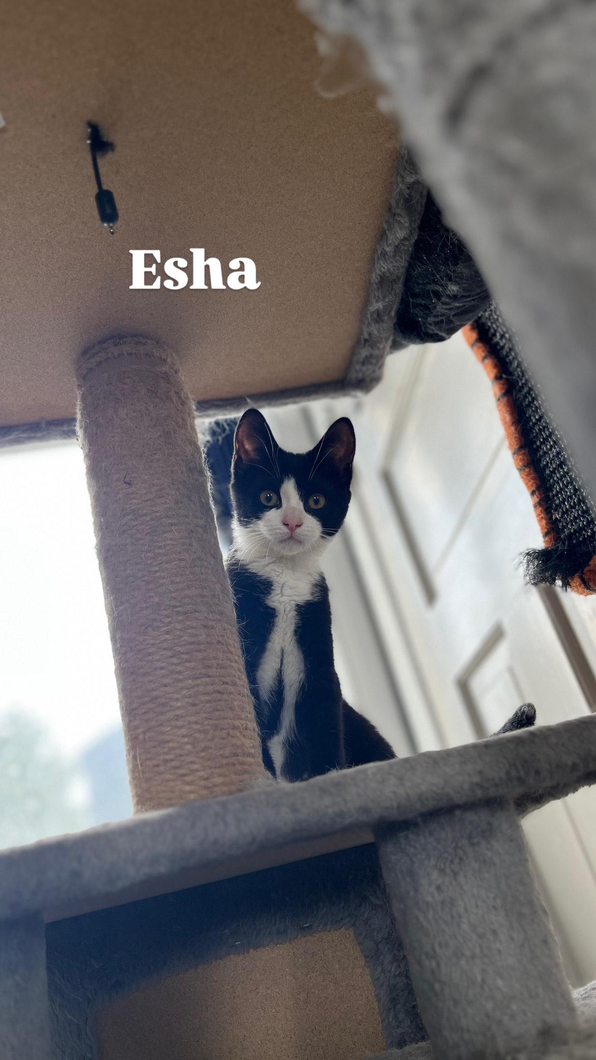 Esha, a Adoptable mixed breed in Allentown, PA image 1/2
