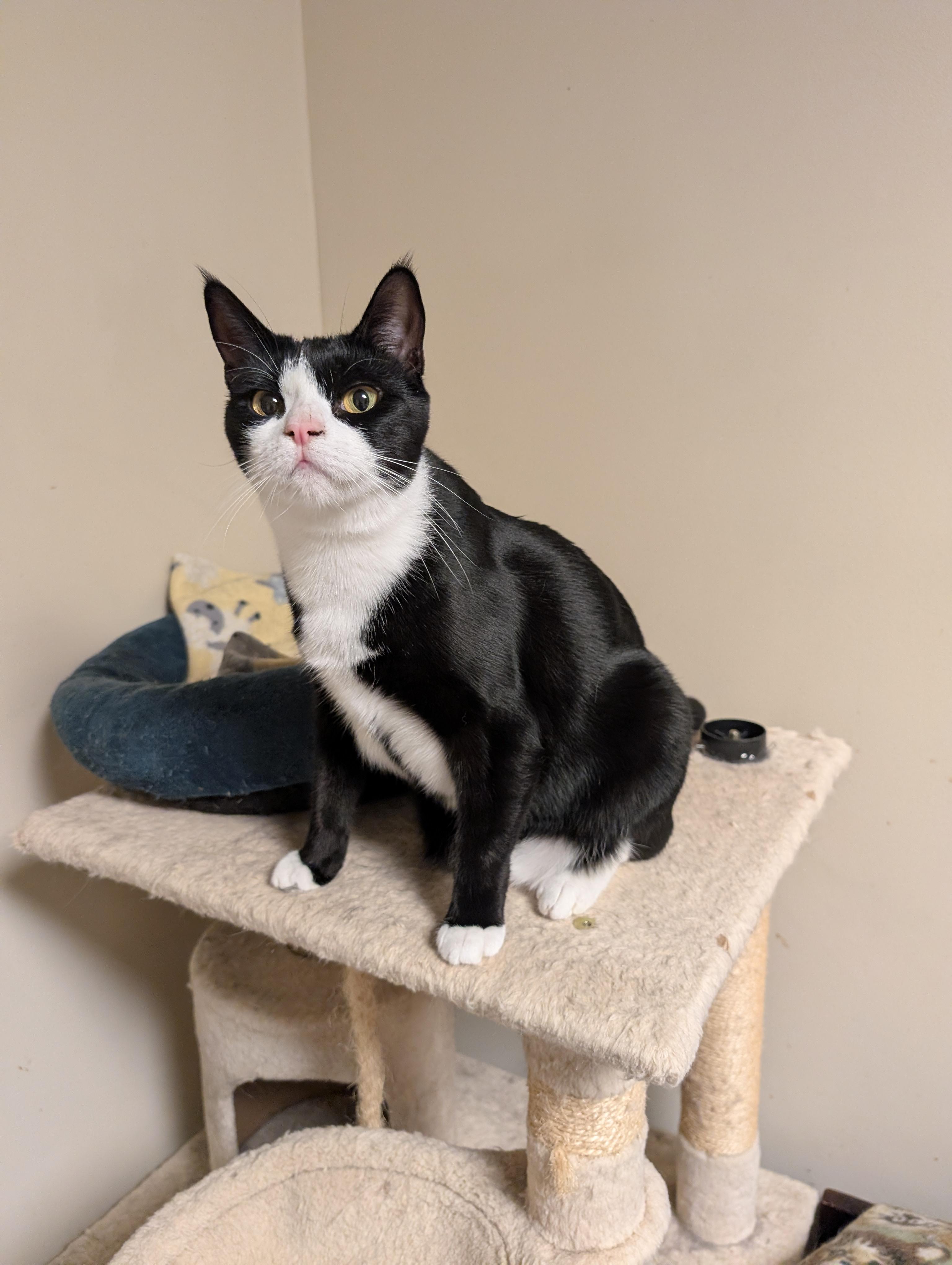 Enlarge Esha, a Adoptable mixed breed in Allentown, PA image 2/5