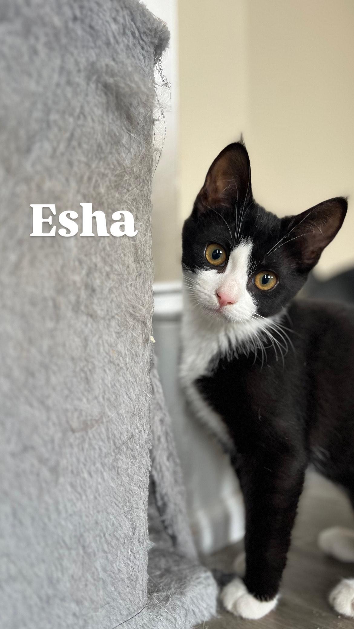 Esha, a Adoptable mixed breed in Allentown, PA image 2/2