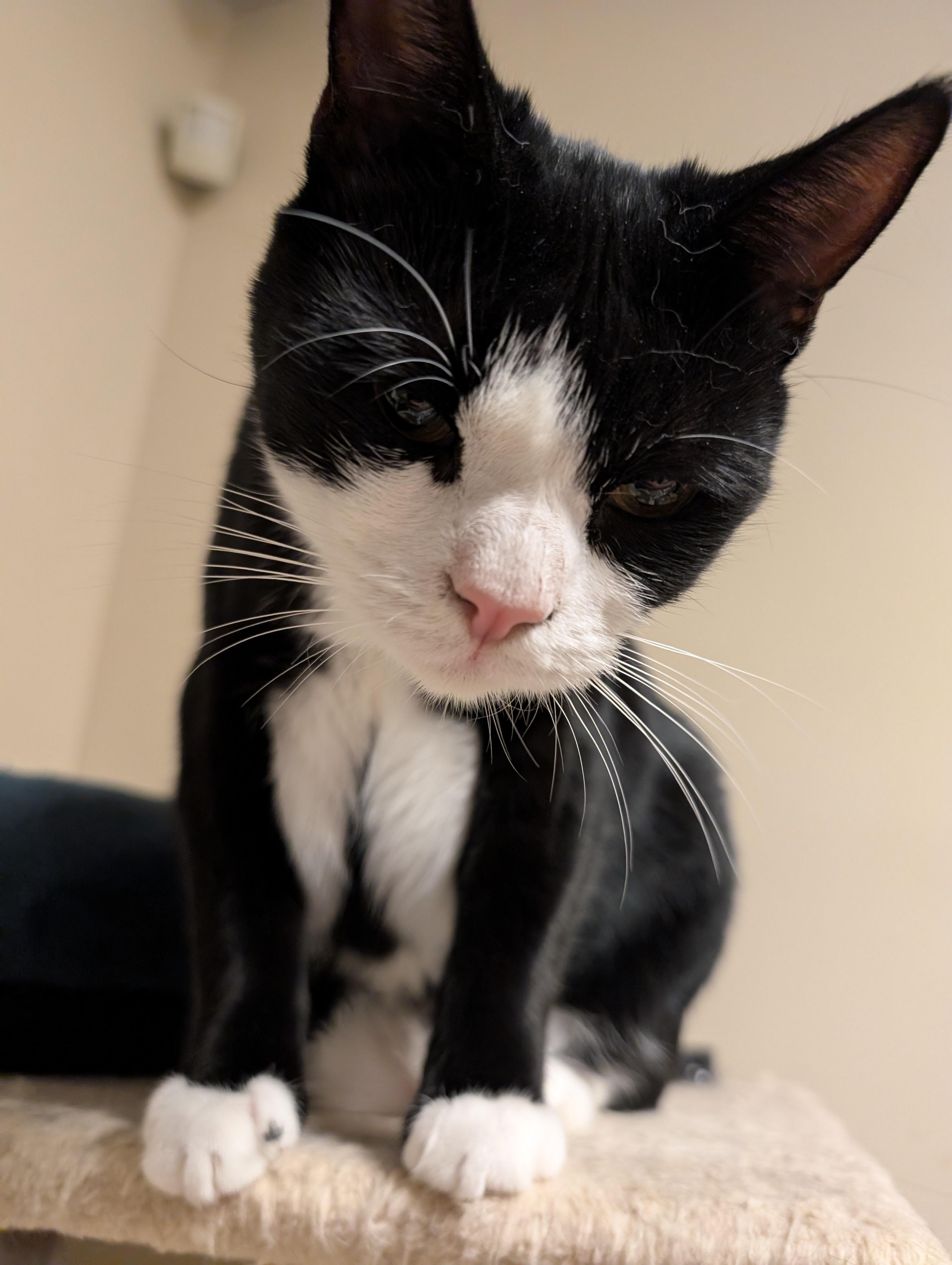 Enlarge Esha, a Adoptable mixed breed in Allentown, PA image 3/5