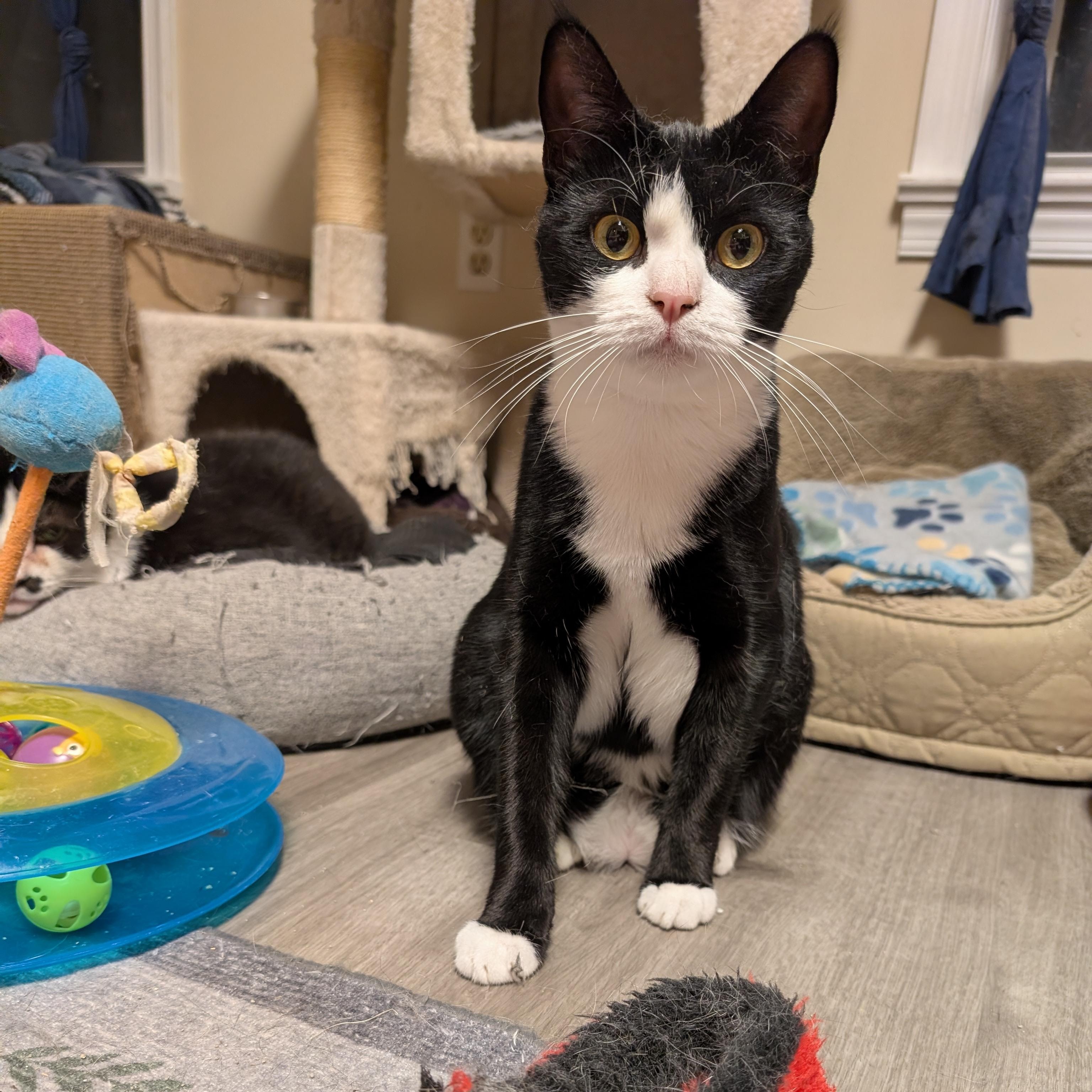 Esha, Adoptable, Young Female Domestic Short Hair & Tuxedo.