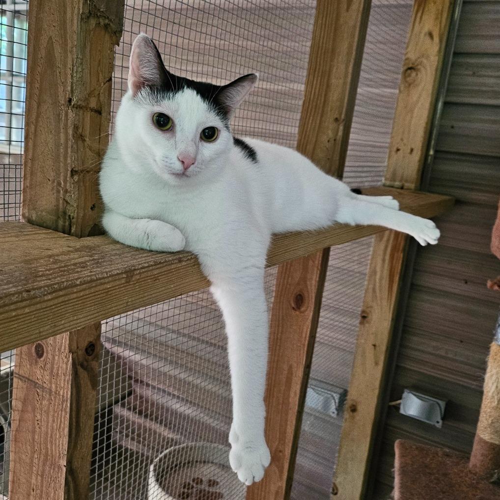 Savannah, Adoptable, Adult Female Domestic Short Hair.