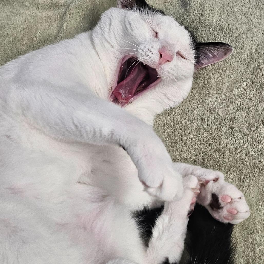 Enlarge Savannah, a Adoptable Domestic Short Hair in North Augusta, SC image 2/5