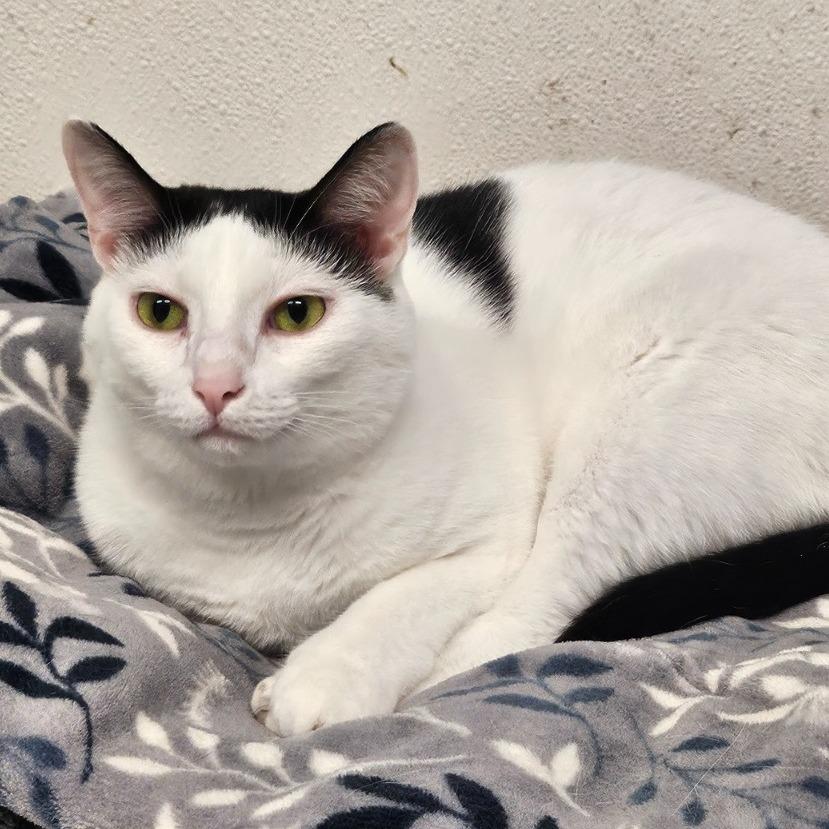 Enlarge Savannah, a Adoptable Domestic Short Hair in North Augusta, SC image 3/5