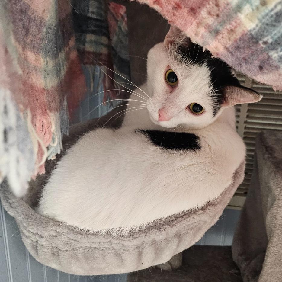 Enlarge Savannah, a Adoptable Domestic Short Hair in North Augusta, SC image 4/5