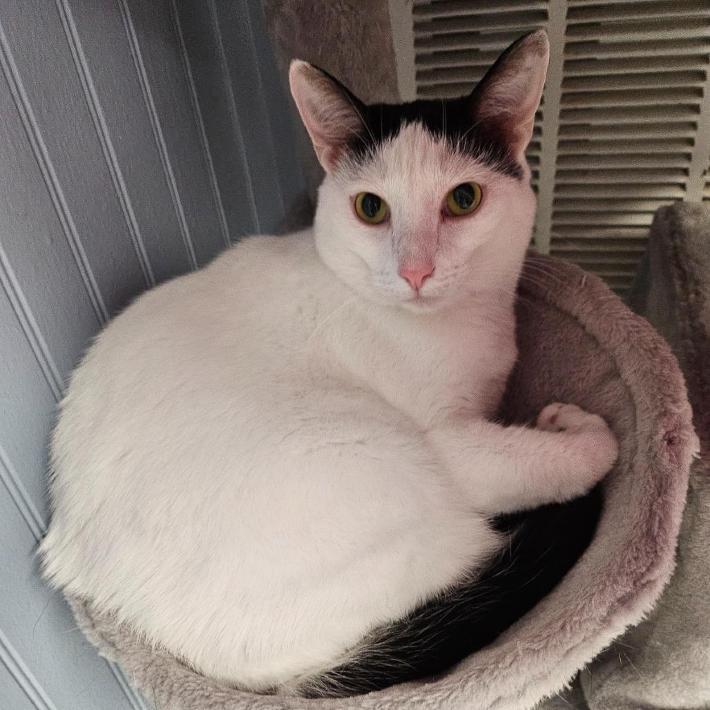 Enlarge Savannah, a Adoptable Domestic Short Hair in North Augusta, SC image 5/5