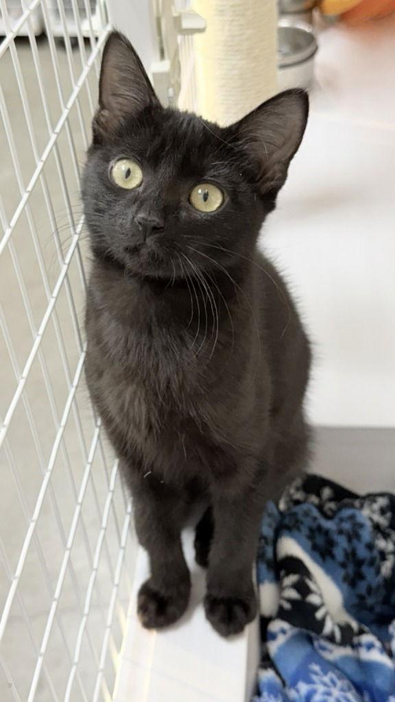 25-43 Quinnly, Adoptable, Kitten Female Domestic Short Hair.