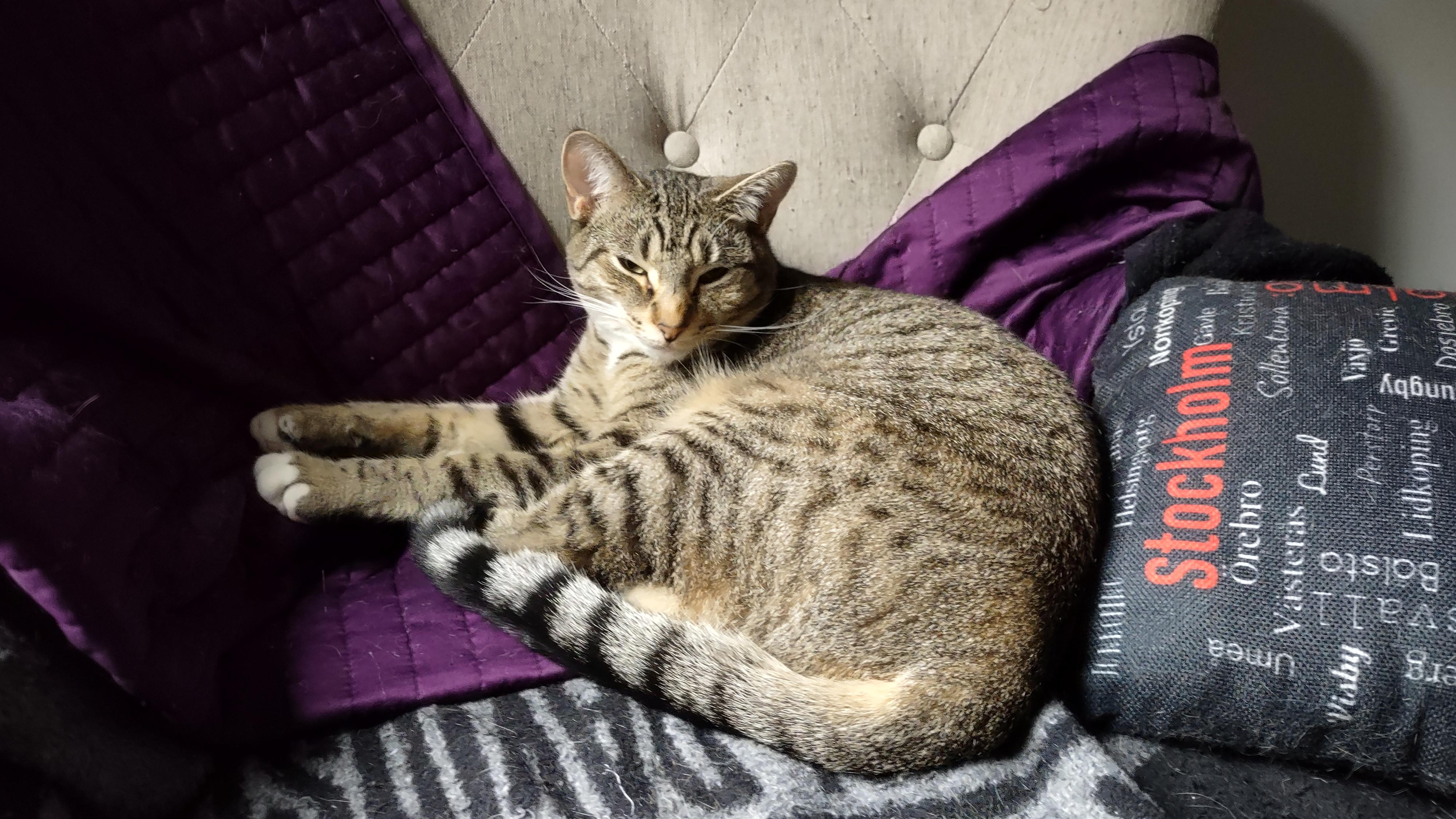 Comet and Orbit, a Adoptable Domestic Short Hair in Chesapeake Beach, MD image 1/2