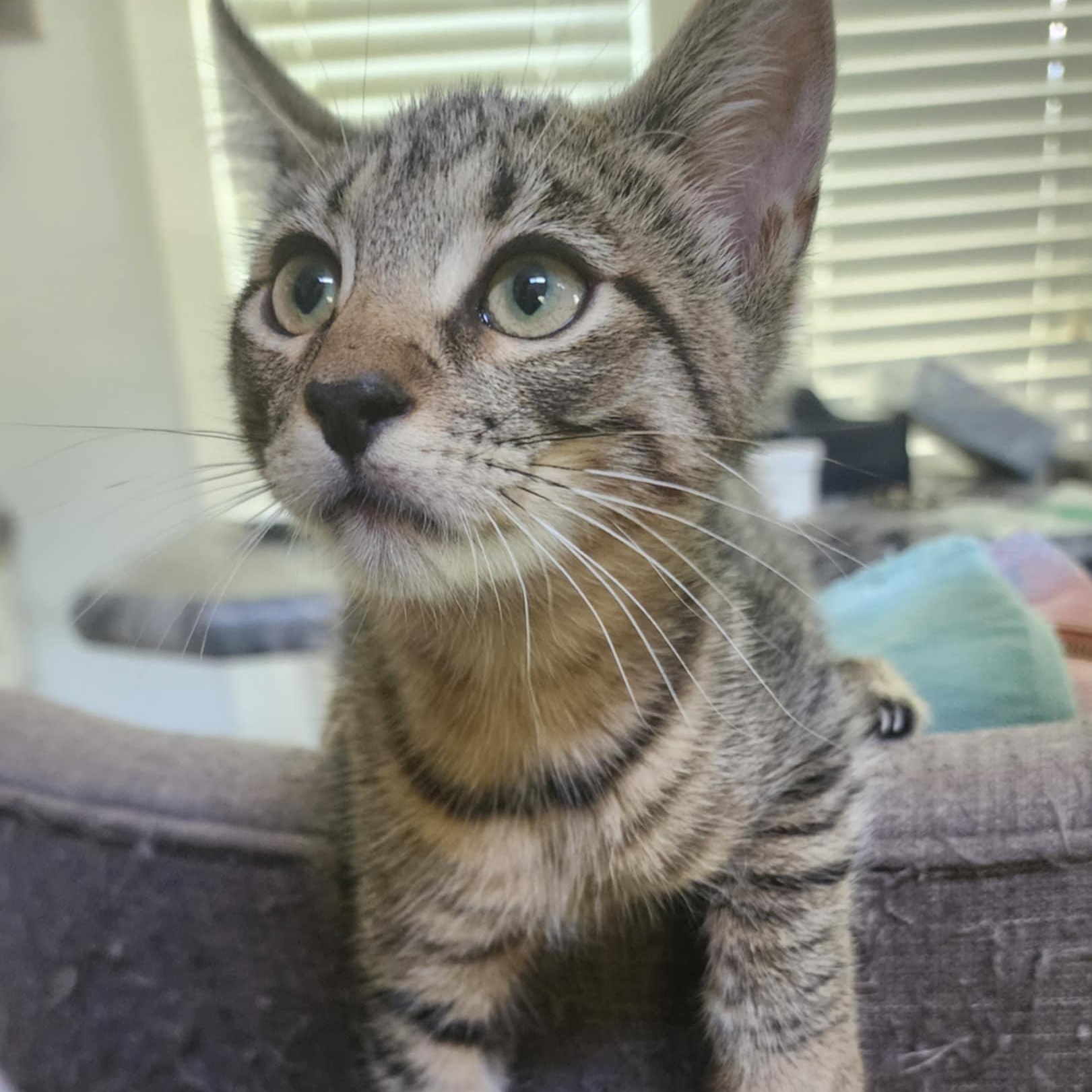 Enlarge Ollie, a Adoptable Tabby in Allentown, PA image 1/5