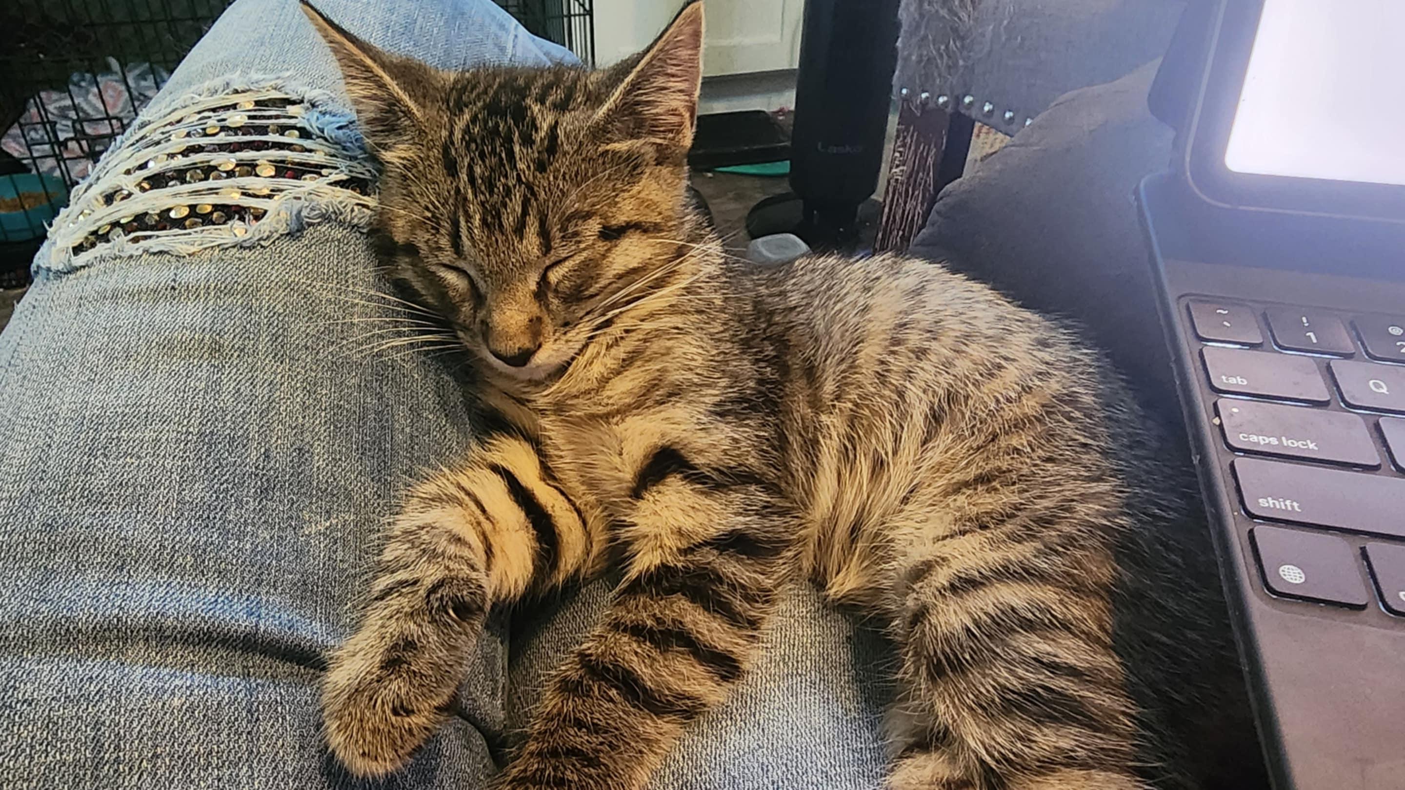 Enlarge Ollie, a Adoptable Tabby in Allentown, PA image 5/5