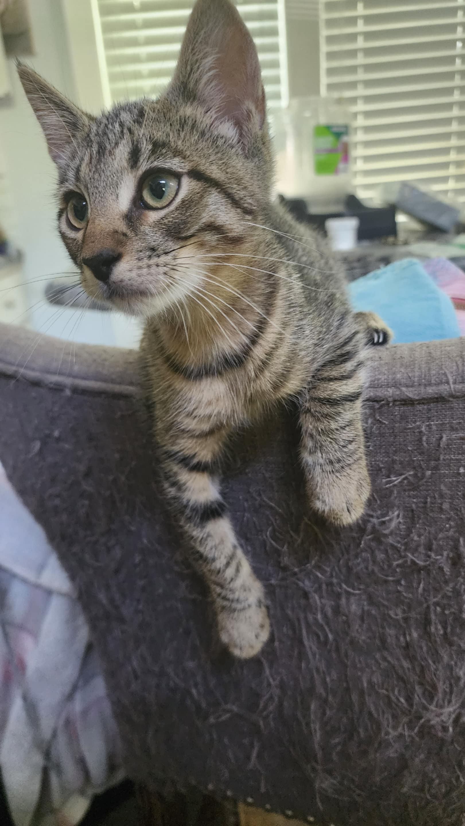 Enlarge Ollie, a Adoptable Tabby in Allentown, PA image 4/5