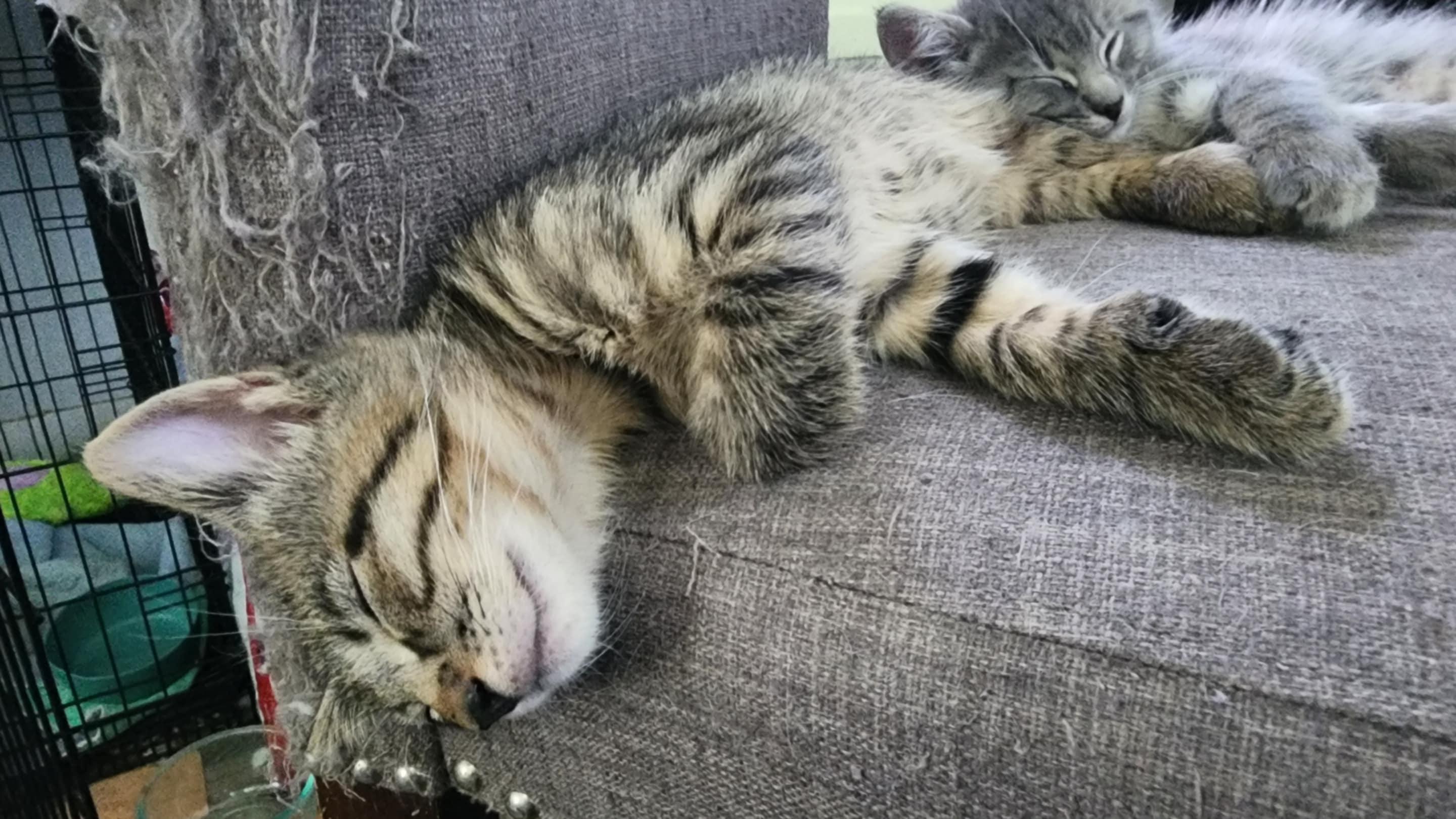 Enlarge Ollie, a Adoptable Tabby in Allentown, PA image 3/5