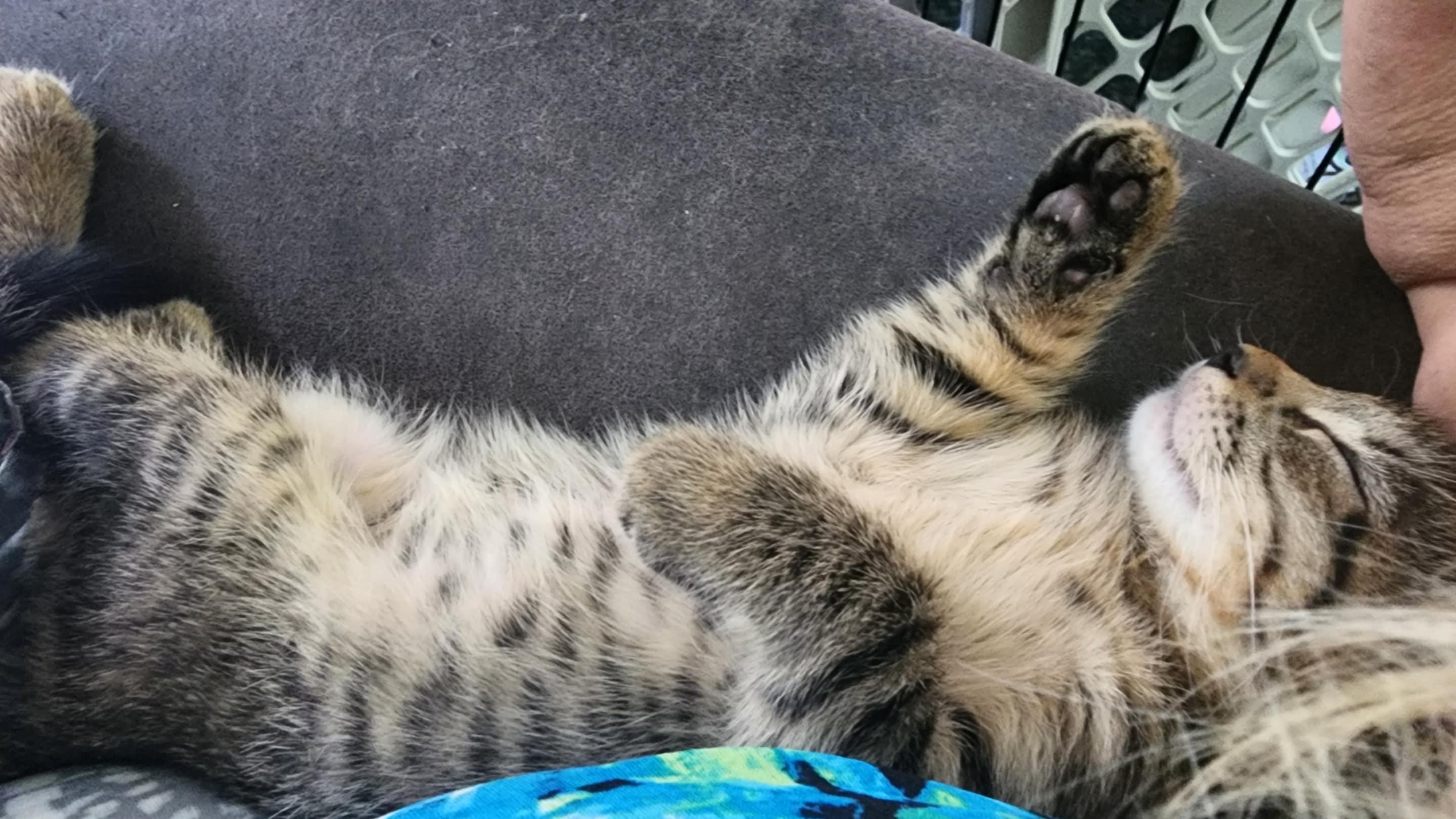 Enlarge Ollie, a Adoptable Tabby in Allentown, PA image 2/5