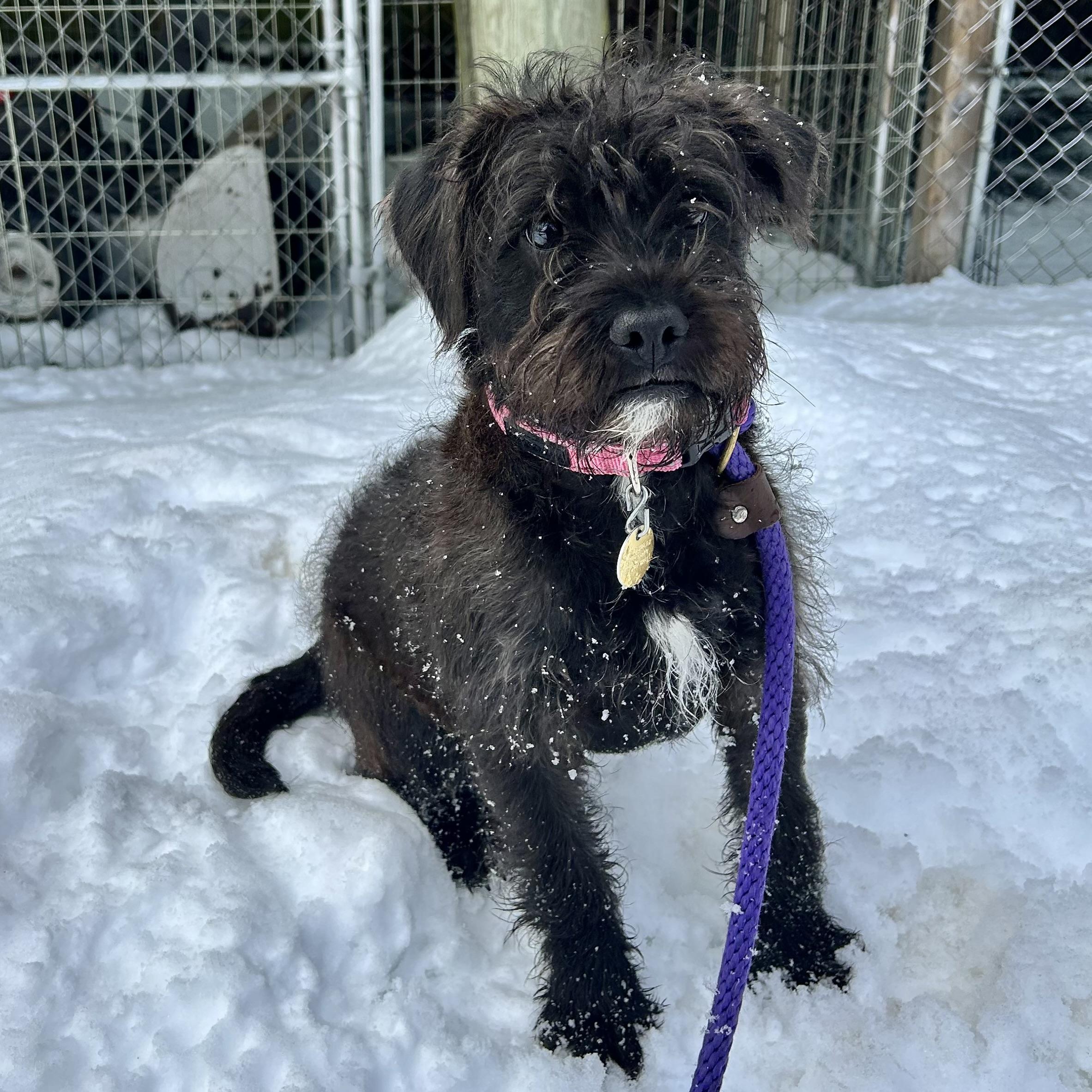 poppy, adopted, Puppy Female Poodle.