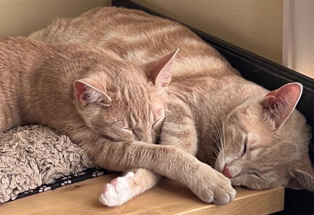 Enlarge Immanuel, a Adoptable mixed breed in San Jose, CA image 1/3