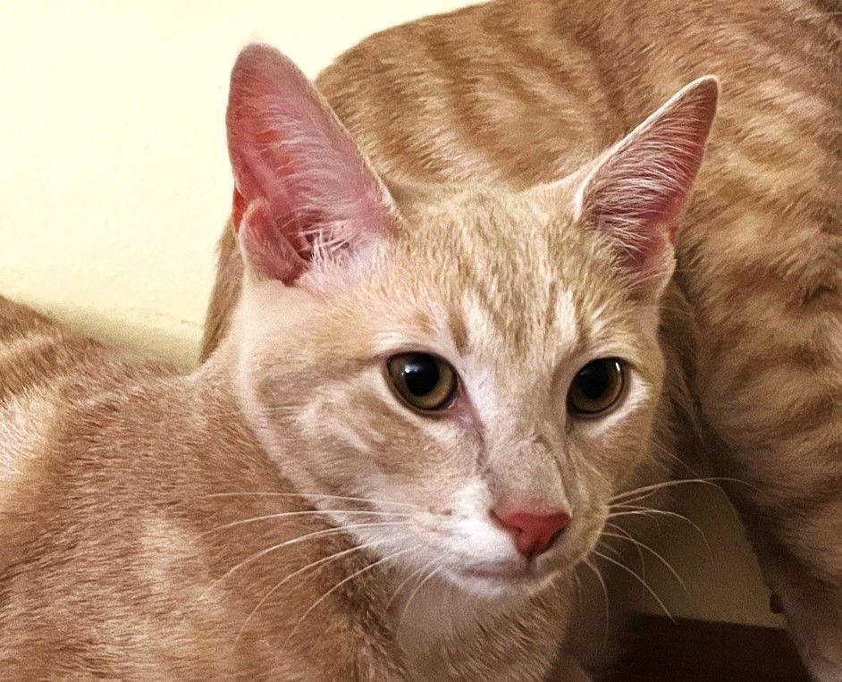 Enlarge Immanuel, a Adoptable mixed breed in San Jose, CA image 3/3