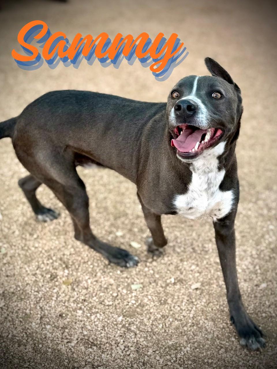 Enlarge Sammy, a ADOPTABLE mixed breed in Comfort, TX image 2/2