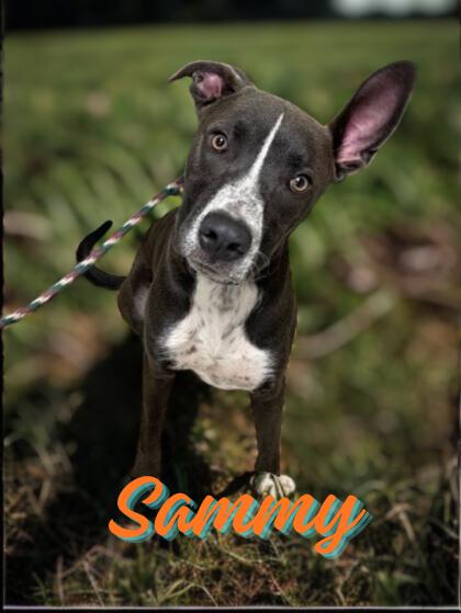 Sammy, ADOPTABLE, Adult Male Pit Bull Terrier.