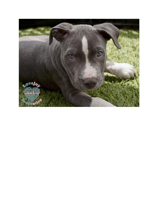 Meet Ace of Hearts COH a 11 week old male Pit Mix with a personality as sweet as his name