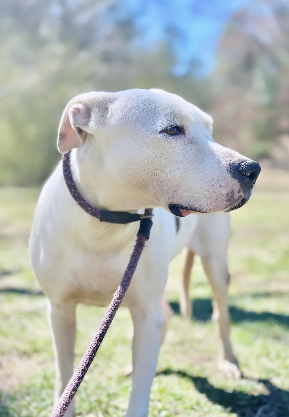 Enlarge Emmie, a Adoptable mixed breed in Trenton, NJ image 2/6